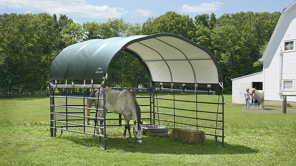 Caring for Horses in the Summer