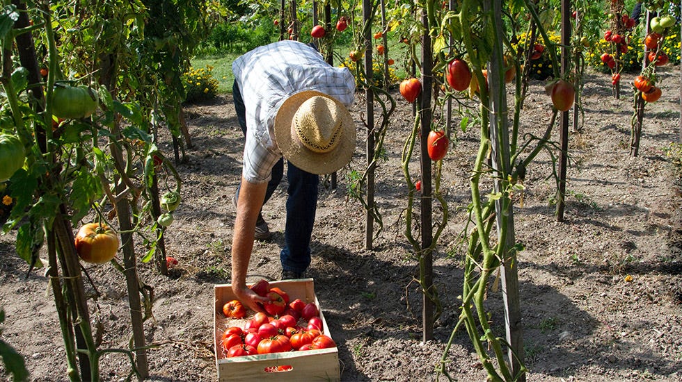 How to Start an Urban Farming Business and Eliminate Food Deserts