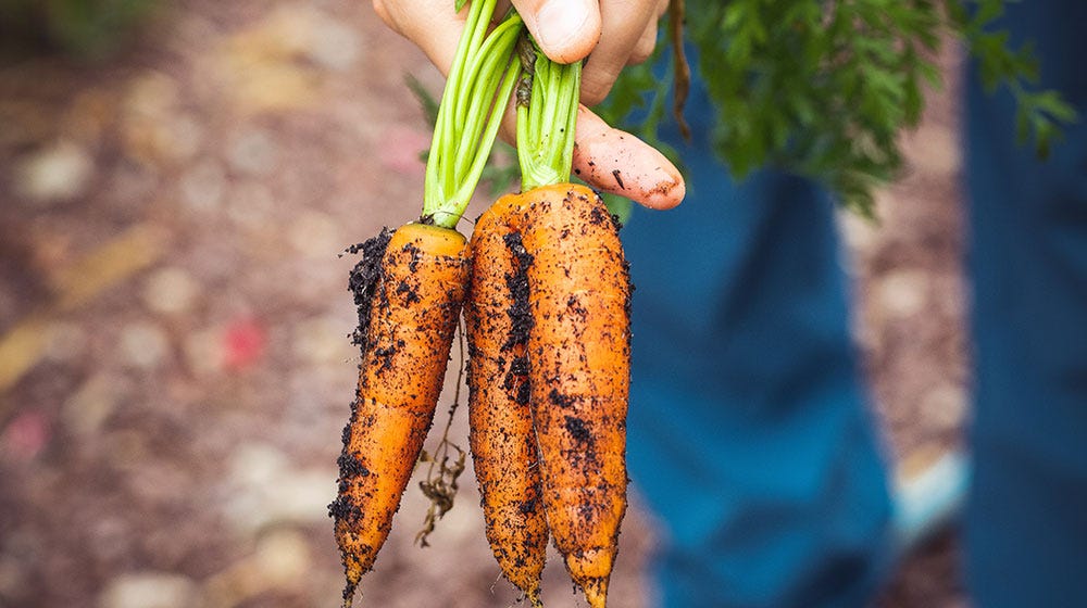 Fall Vegetables to Plant Now