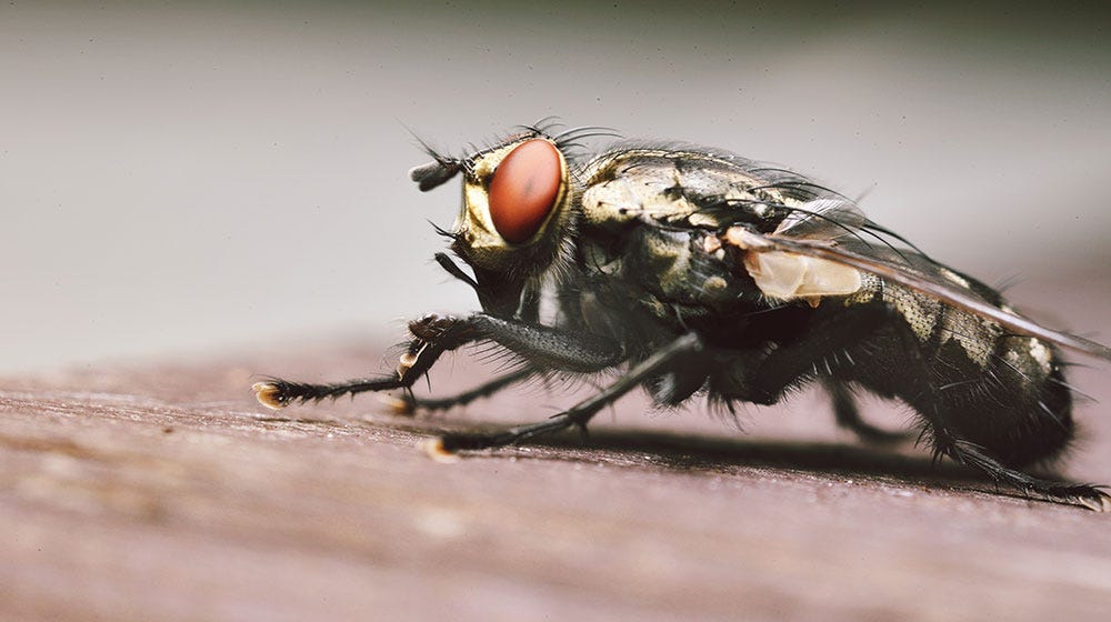 How to Get Rid of Flies from Your Backyard