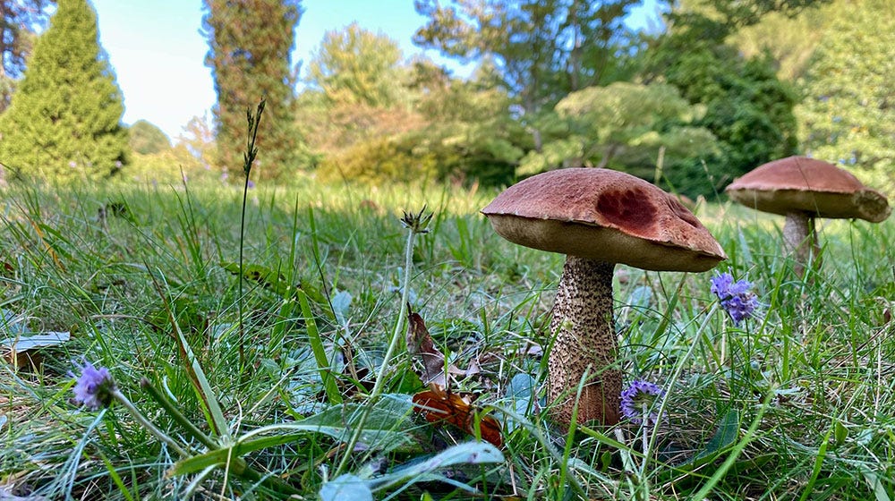 How to Get Rid of Lawn Mushrooms