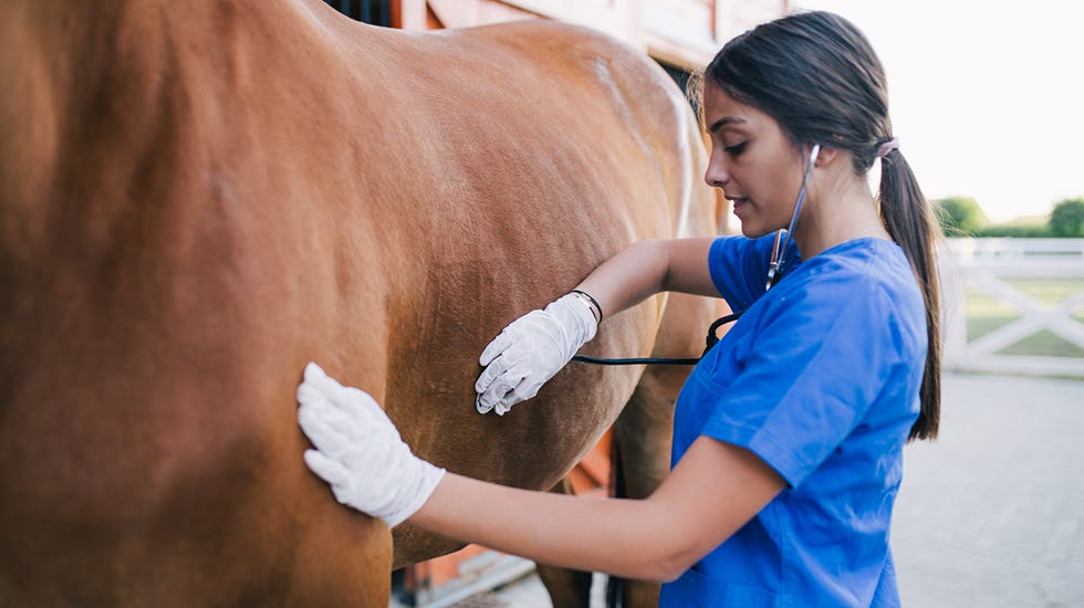 Horse Health 101: The Importance of Livestock Shelter