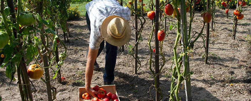 urban agriculture business plan