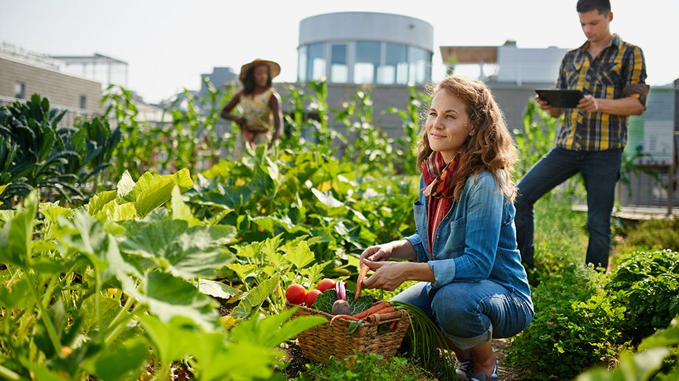 Solutions for Successful Urban Farming