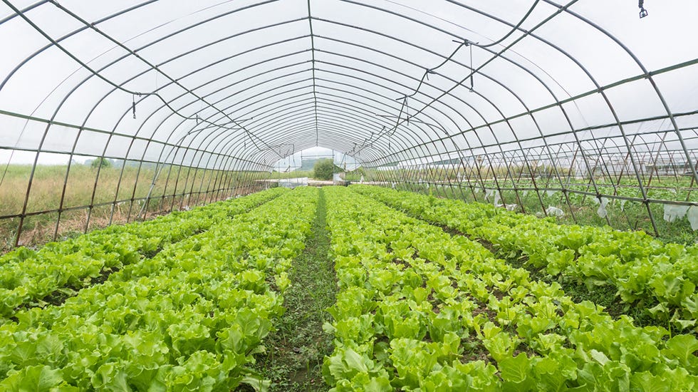 Inside of a High Tunnel Greenhouse Inside of a High Tunnel Greenhouse