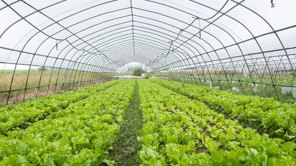 Inside of a High Tunnel Greenhouse