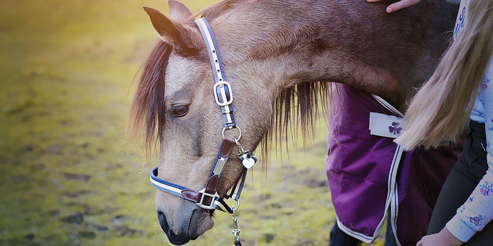 How to Care for a Horse in the Fall