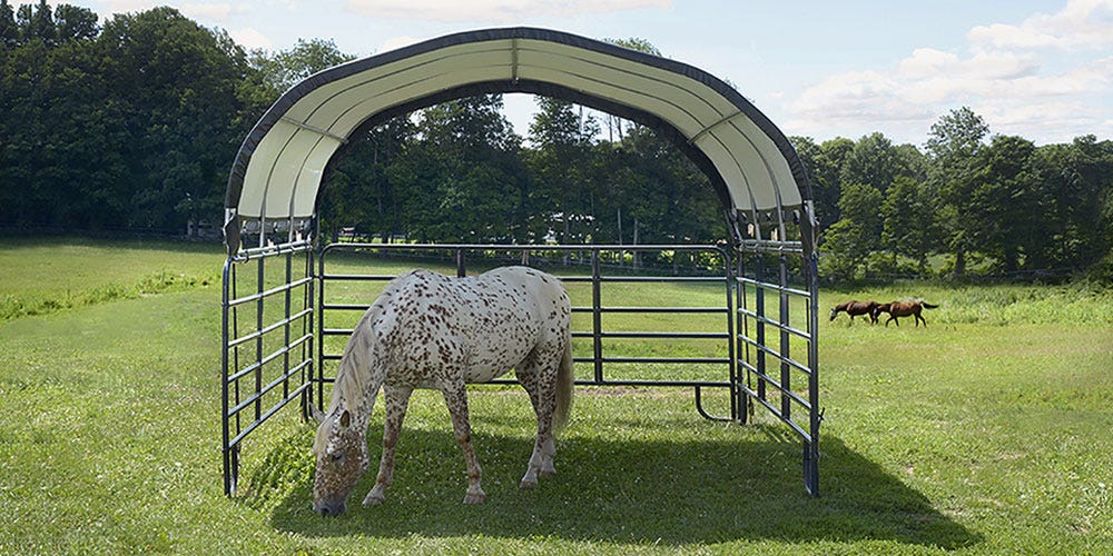 white and brown horse in a corral shelter