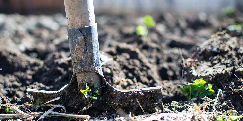 Fall vegetables to plant now