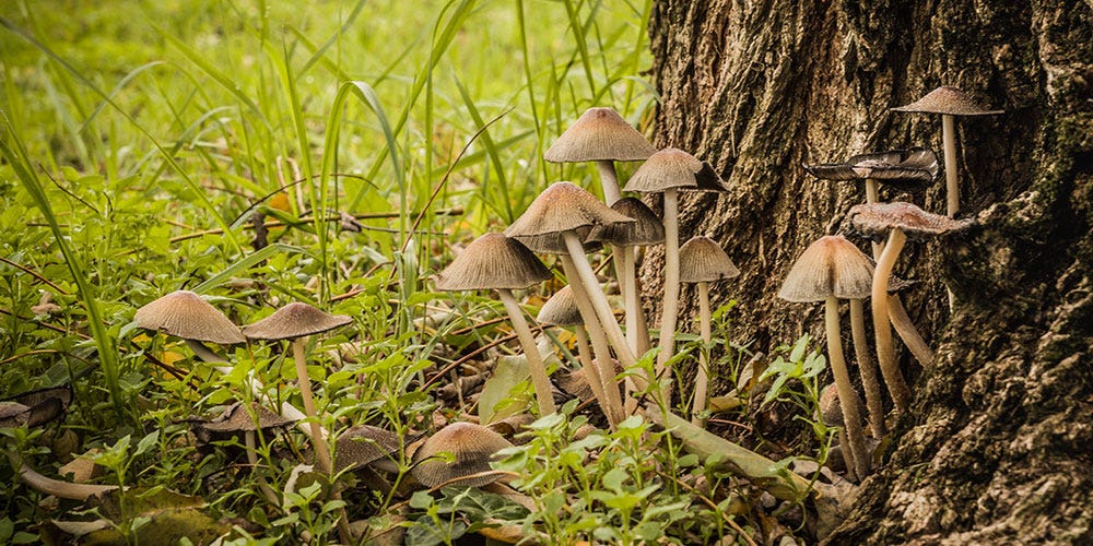 How to Get Rid of Lawn Mushrooms in Your Backyard