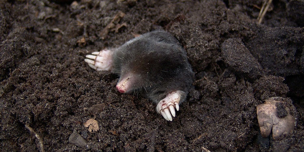 how to get rid of moles in your yard