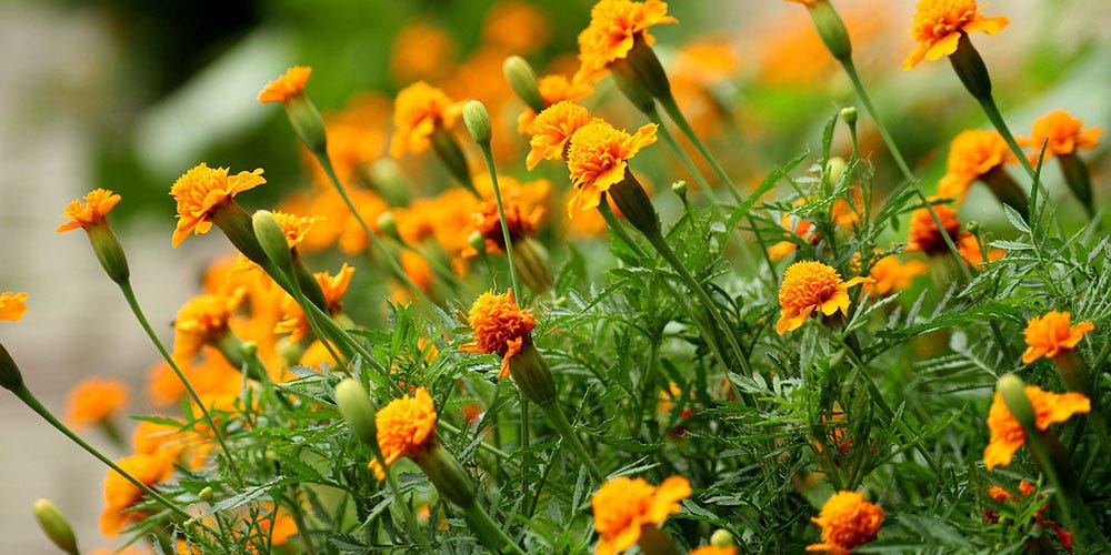 How to Get Rid of Flies with Anti-Fly Planting: Marigolds