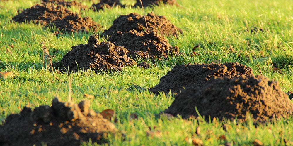 how to get rid of moles in your yard