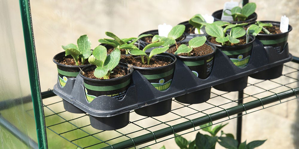 Small Greenhouse Shelves