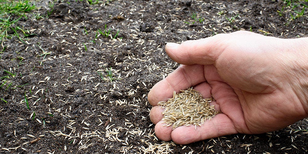 Planting Seed In Garden