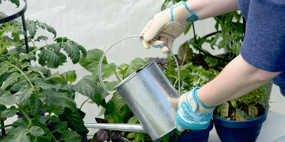 watering plants with a watering can in a greenhouse