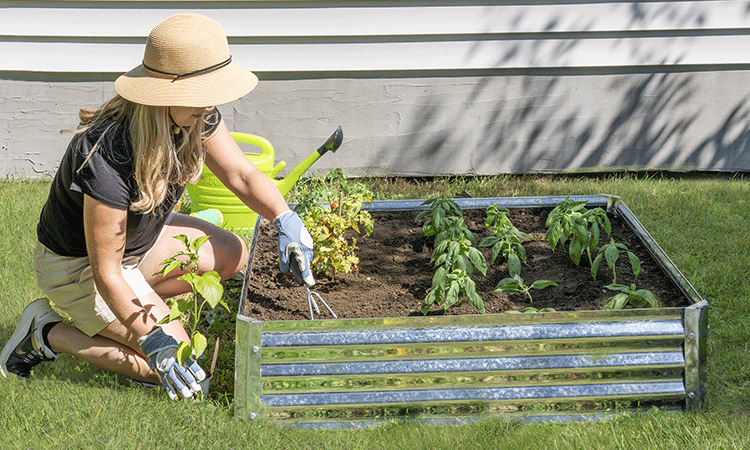 Woman planting in a raised bed garden