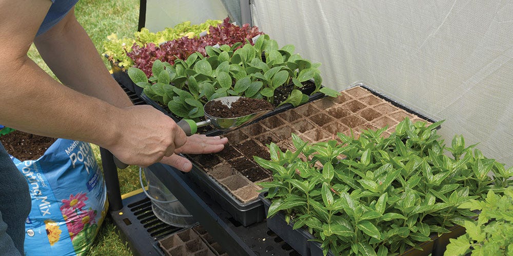 Seedlings in a Greenhouse Seedlings in a Greenhouse