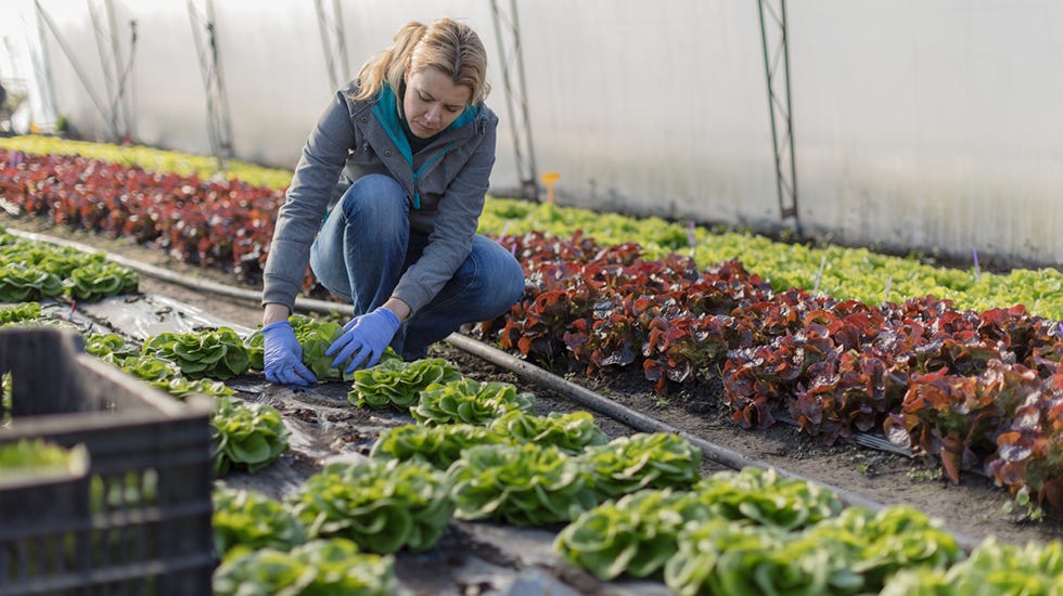 Growing lettuce in a greenhouse garden