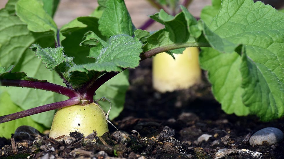 Growing radishes