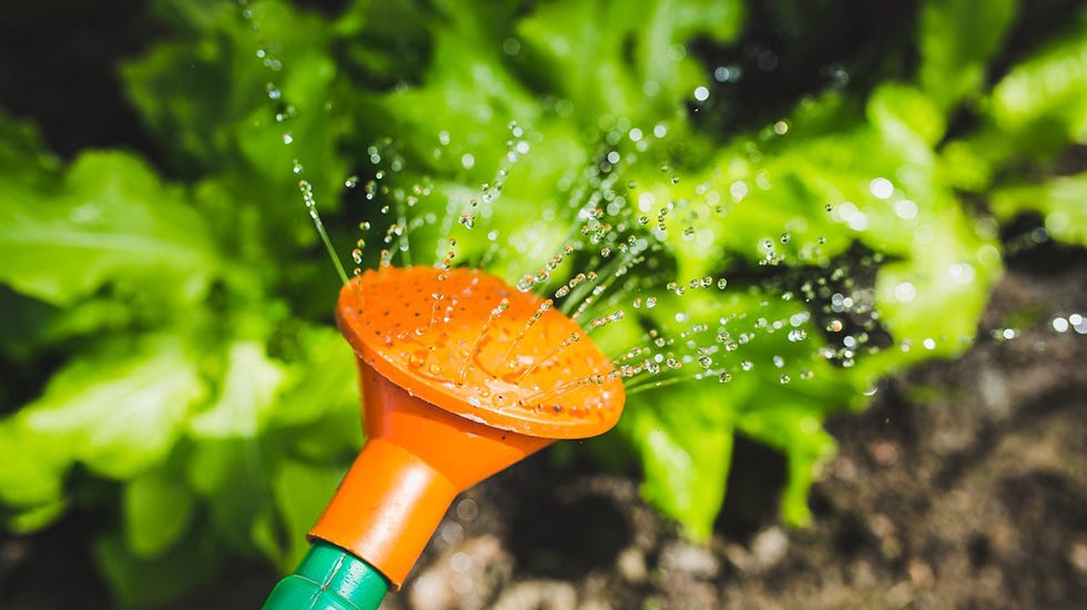 summer gardening