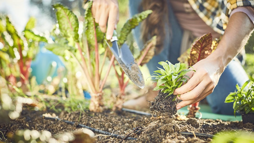 when to plant vegetables