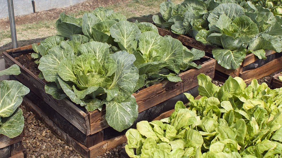 raised bed greenhouse