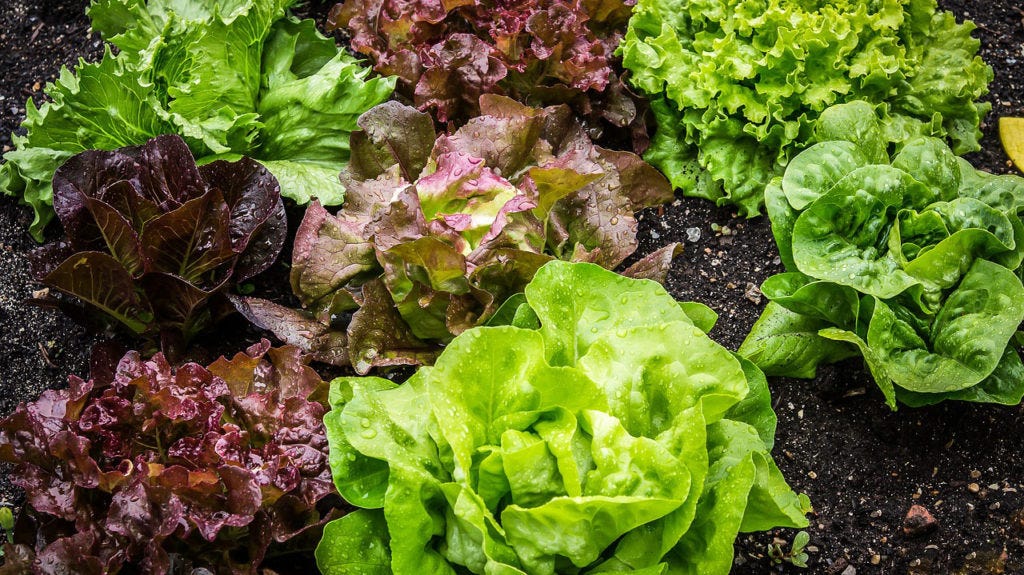 when to plant vegetables